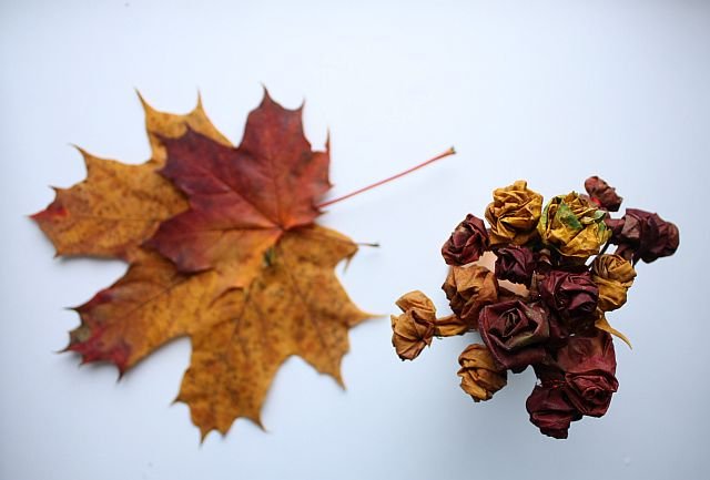 Květy růže v podzimním kabátu (tip na dekoraci)